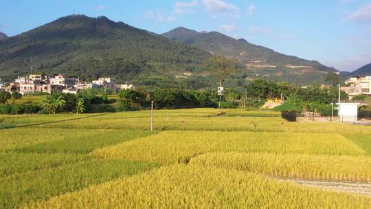 航拍秋天丰收金黄稻田4