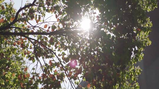 树叶逆光唯美秋天暖阳视频素材模板下载