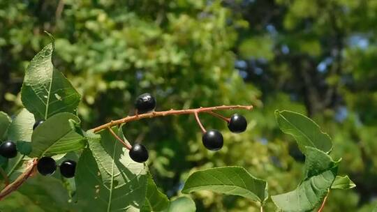 树上黑莓特写镜头