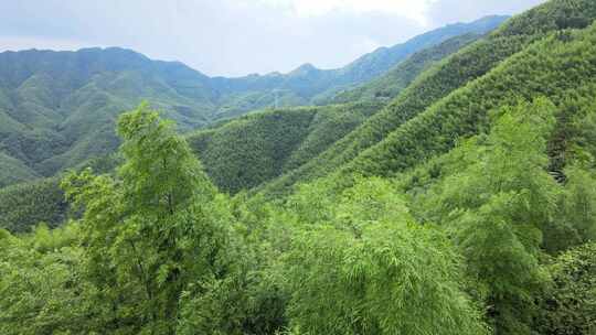 平塘马安竹海航拍 竹林森林云海