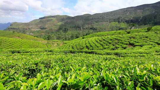 山上满是翠绿的茶树