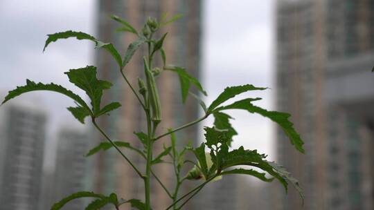 菜地 种菜 菜田 开荒 菜园子