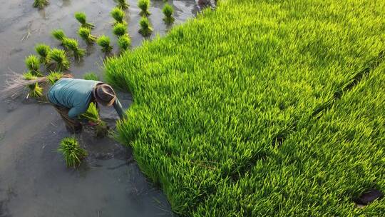 水稻种植插秧的季节