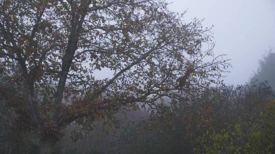 雾蒙蒙的早晨秋叶从树上落下的长镜头