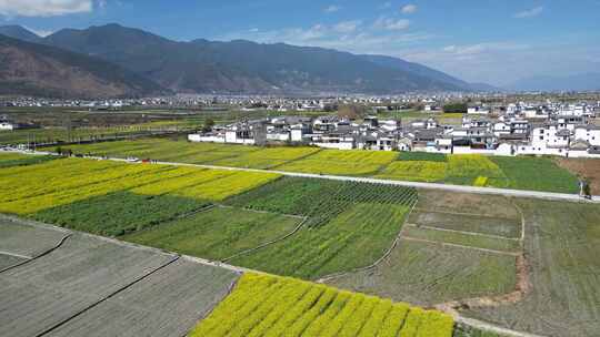 大理油菜花航拍风光