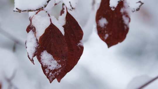 冬天下雪后粘上积雪的枯树叶 空镜视频素材模板下载