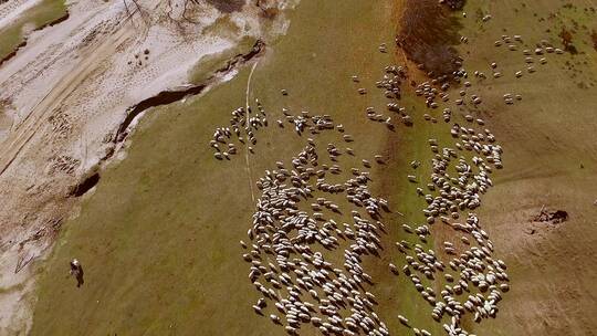 航拍乌兰布统草原秋色草原牧场上的羊群