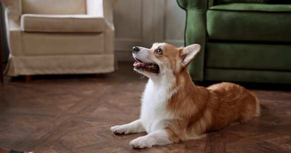 室内柯基犬趴在地板上吐舌的可爱模样