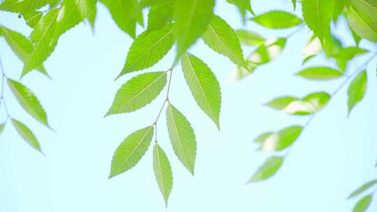 夏日小清新唯美风景植物