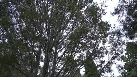 旋转的树木天空大自然植物绿叶