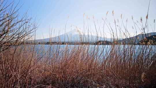 富士山，火山，川口湖，山