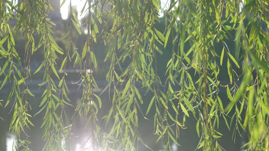 盛开的柳树枝芽春意绿色视频素材模板下载