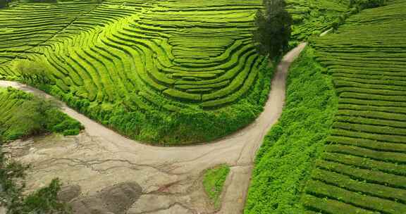 种植园，梯田，茶，绿色