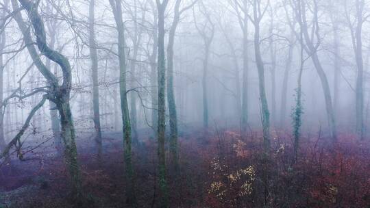树林薄雾的风光 
