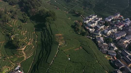 杭走茶山采茶叶茶叶种植山村