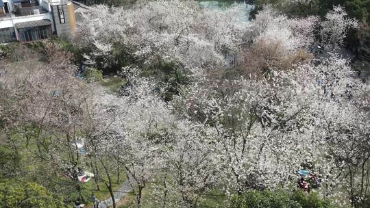 春天人们出门赏花，望月公园樱花盛开成海