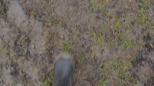 靴子走在潮湿泥泞中