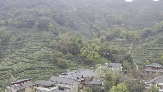 杭州西湖梅家坞茶园茶山