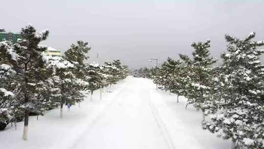 大雪道路松树 白色童话世界