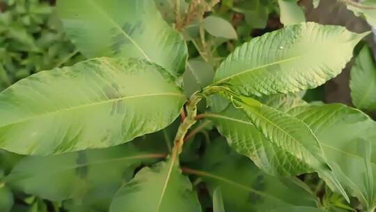 绿植随拍