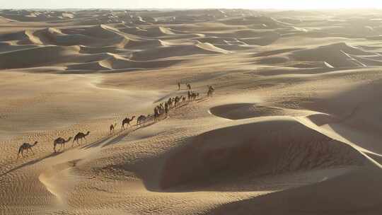 大漠驼队 沙漠 骆驼