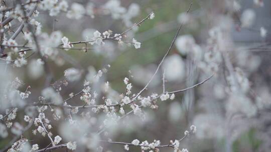 4k冬季小寒时节的白梅花绽放体现坚毅廉洁