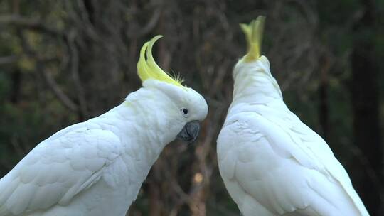 白色的大鸟互相爱抚视频素材模板下载