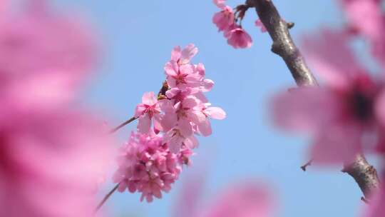 湖北武汉春季樱花盛开