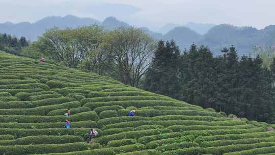 茶园采茶，春茶
