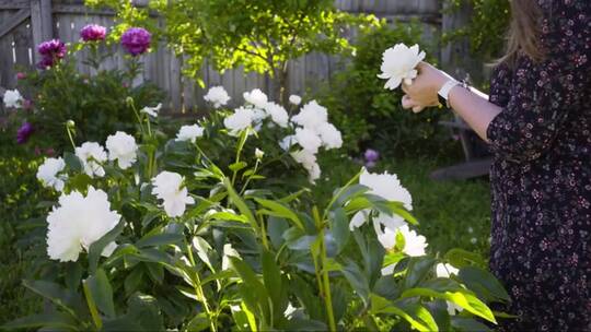 清雅女子在夏日庭院修剪白牡丹花