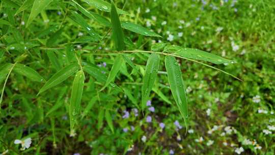 雨清明谷雨竹叶雨水下雨