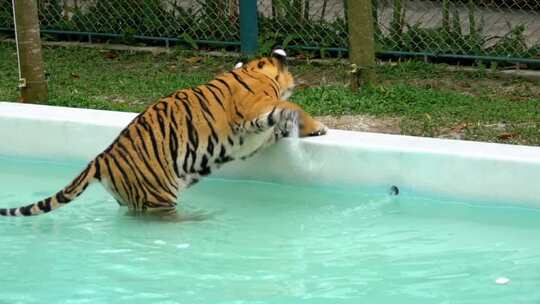 动物园里的老虎浸泡在一个有水的游泳池里，