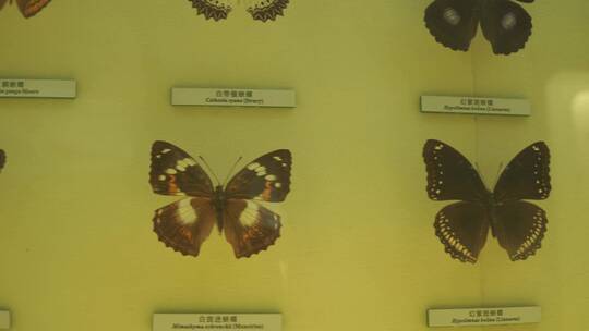 美丽翅膀蝴蝶昆虫标本视频素材模板下载