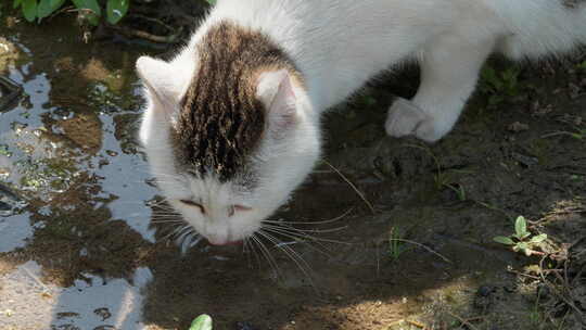 春天一只流浪猫喝雨水狸花猫视频素材模板下载