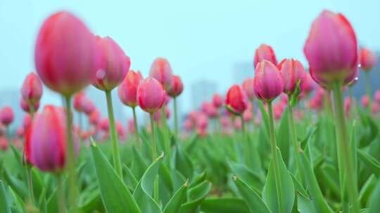 粉色郁金香花海特写