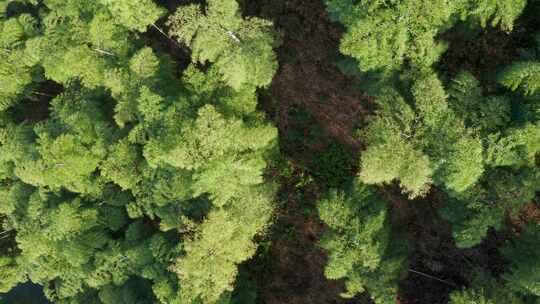 江南竹林竹海竹山航拍