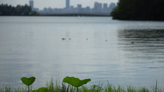 武汉东湖野鸭子水中嬉戏视频素材模板下载