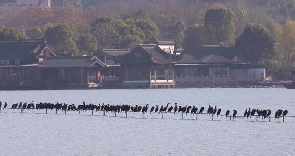 浙江杭州湘湖候鸟鸬鹚风光