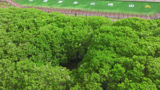 红树林湿地 海边红树林 候鸟 栖息地航拍