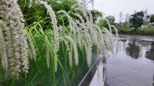 春雨下雨雨天植物唯美