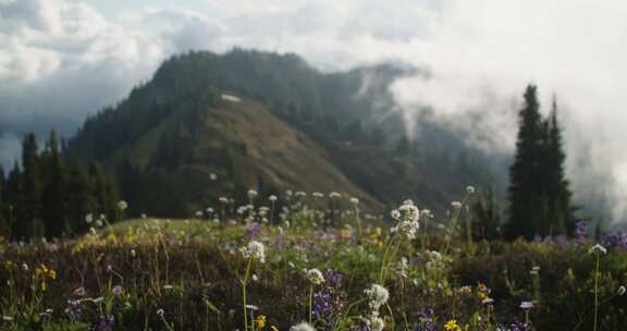 花，山，云