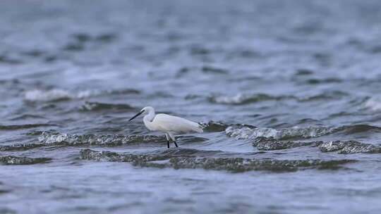 沙滩上的鹬鸻合集、湿地水鸟觅食画面
