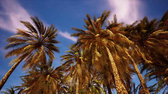 在冲浪天堂仰望棕榈树