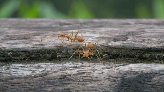 8K蚂蚁黄猄蚁自然空镜昆虫动物