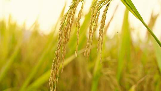 稻田稻穗特写素材