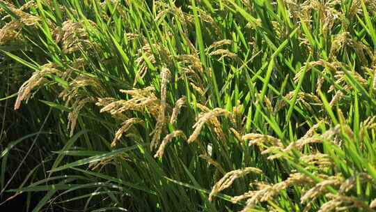 成熟的水稻稻穗随风飘摇视频素材模板下载