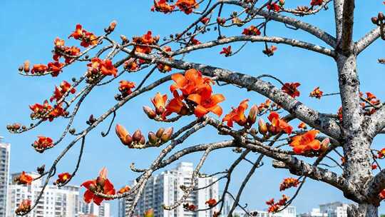 木棉树盛开花朵
