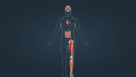 医学人体甲状腺新陈代谢内分泌激素泌腺组织