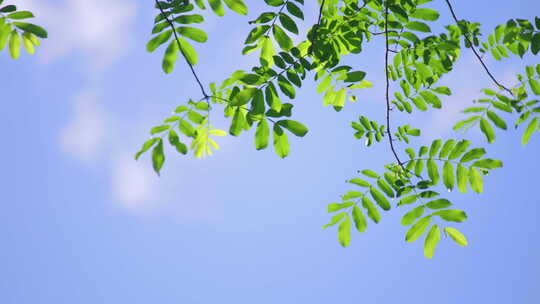 夏天空镜 蓝天白云 绿叶 阳光 树叶