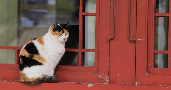 4K拍摄一只蹲在窗台上的猫